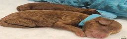 Toy Poodle dogs for sale: Stunning red toy poodle puppies - Advert 5