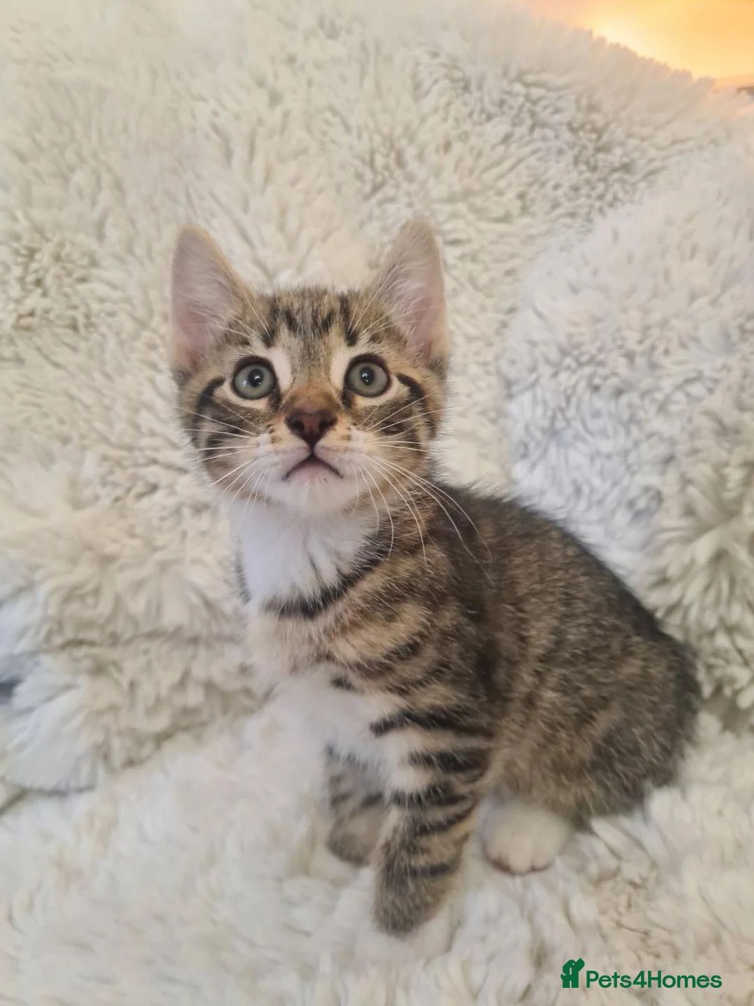 Mixed Breed cats for sale: 4 beautiful boys  - Advert 2