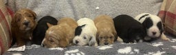 Cockapoo dogs for sale: Stunning F1 Cockapoos - Show H/Tested KC Parents!! - Advert 4