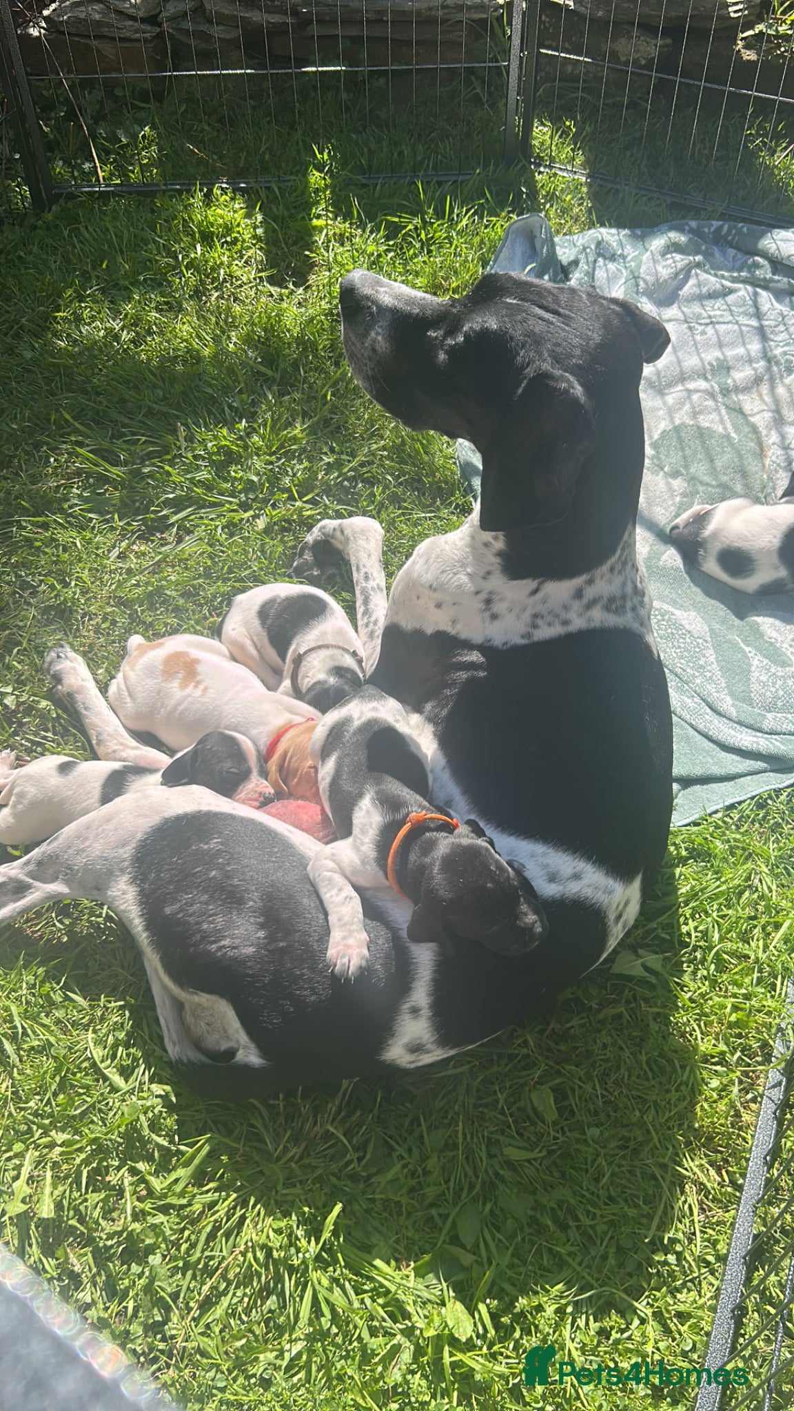 Pointer dogs for sale: KC English Pointer Puppies - Advert 13