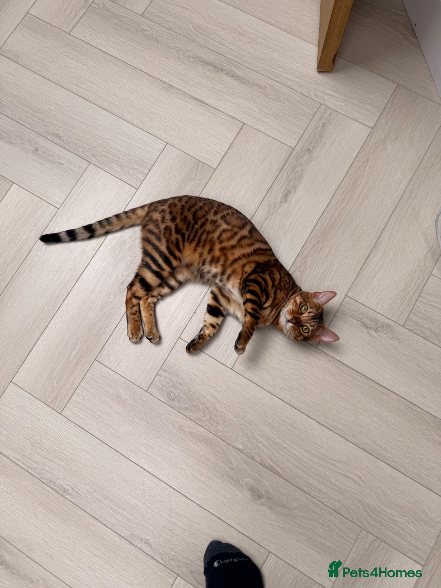 Bengal cats for sale: Bengal mixed kitten - Advert 1