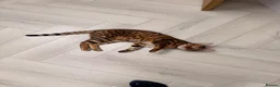 Bengal cats for sale: Bengal mixed kitten - Advert 1