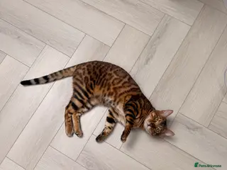 Bengal cats for sale: Bengal mixed kitten - Advert 1