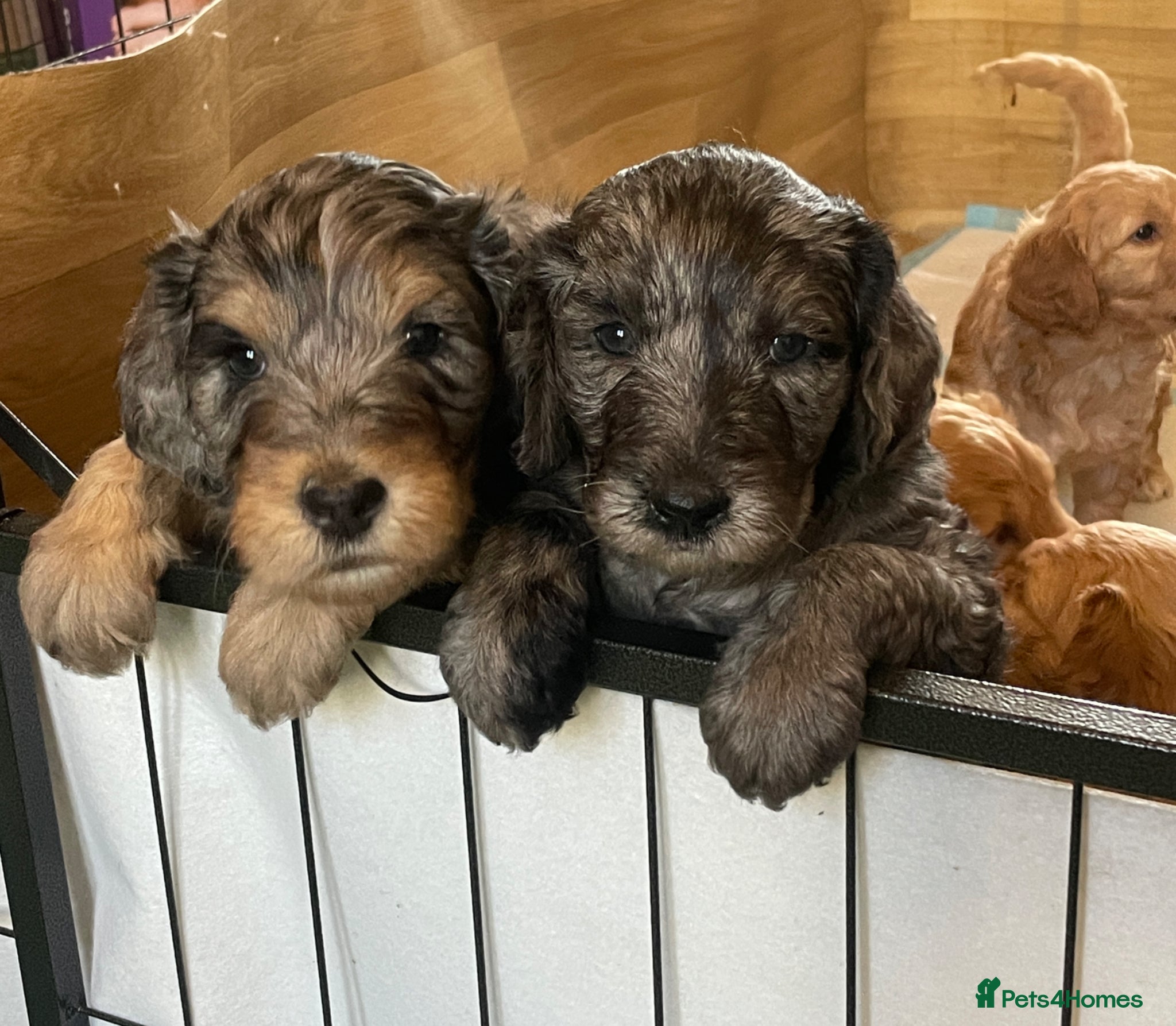 Double Doodle dogs Ultimate Double Doodles  - Advert 1