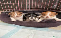 Jack Russell dogs for sale: 3 Jack Russel pups  - Image 1
