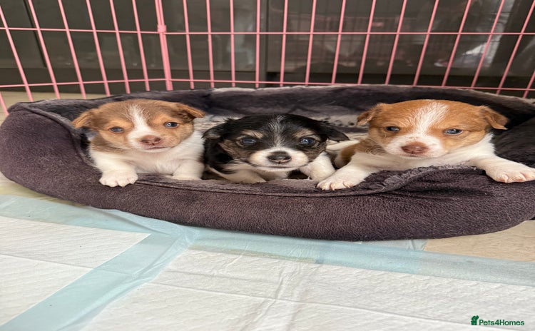 Jack Russell dogs - Advert 1