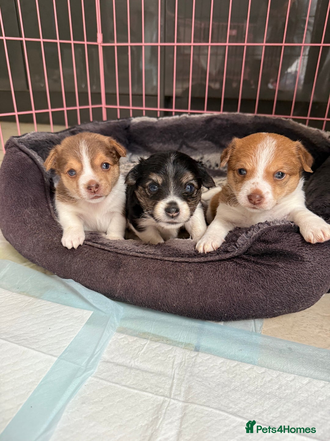 Jack Russell dogs for sale: 3 Jack Russel pups  - Image 1