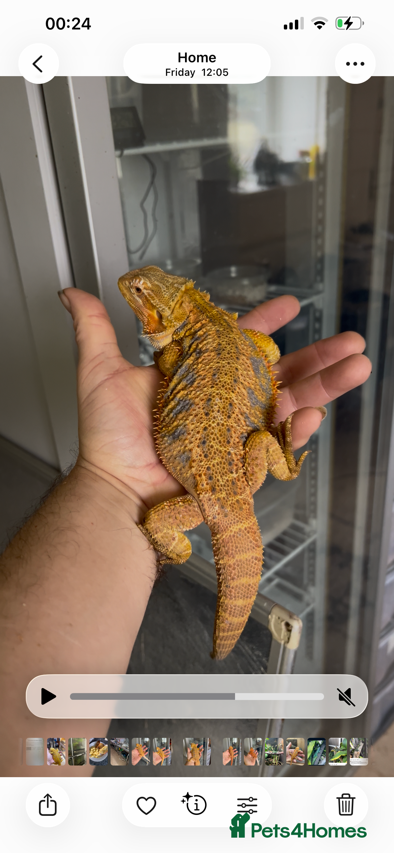 Bearded Dragon reptiles Hi end bearded dragons - Advert 1