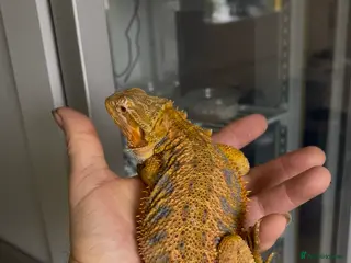 Bearded Dragon reptiles Hi end bearded dragons - Advert 2
