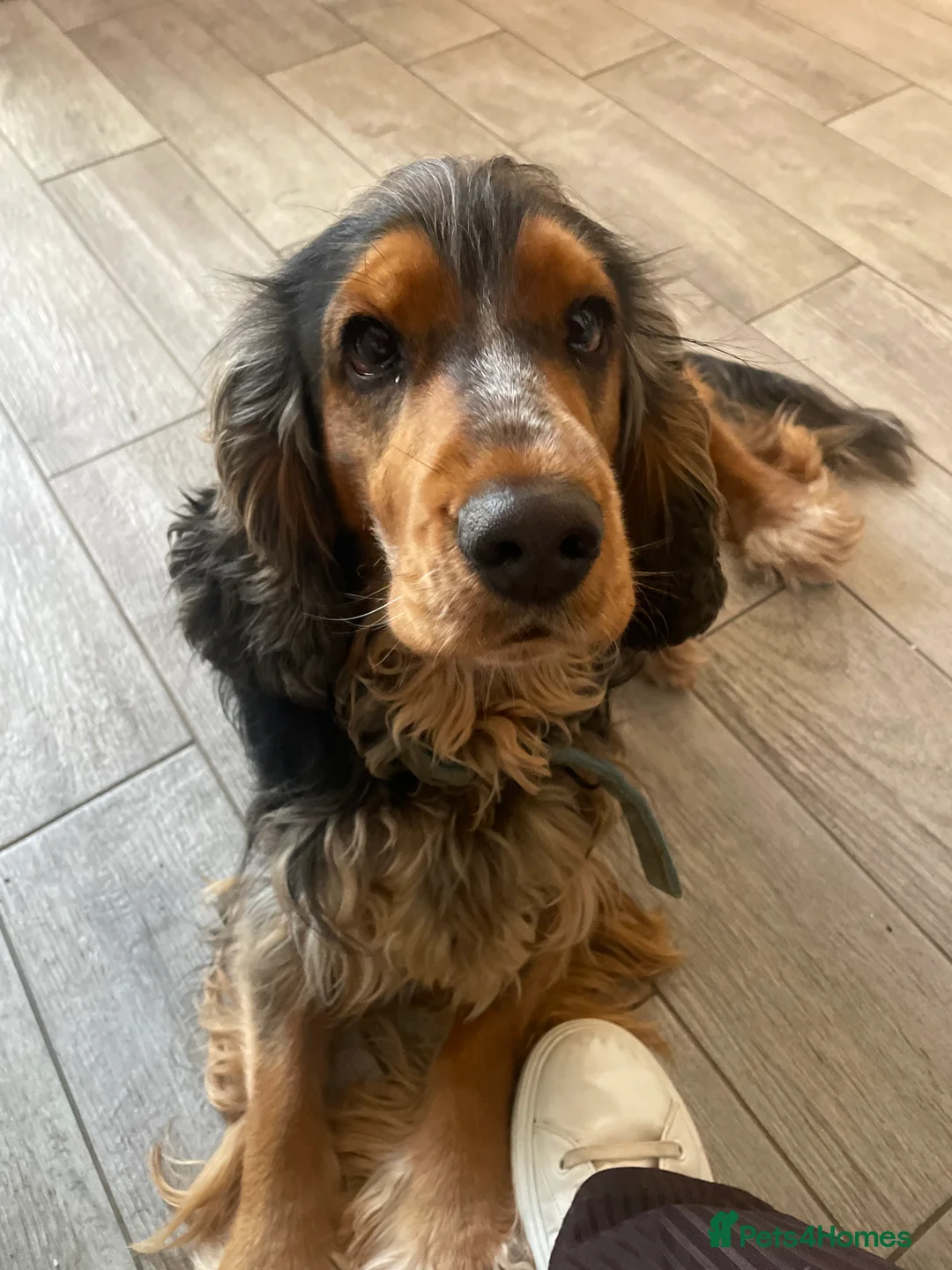 Cocker Spaniel dogs for stud: Cocker Spaniel male for stud - Advert 10