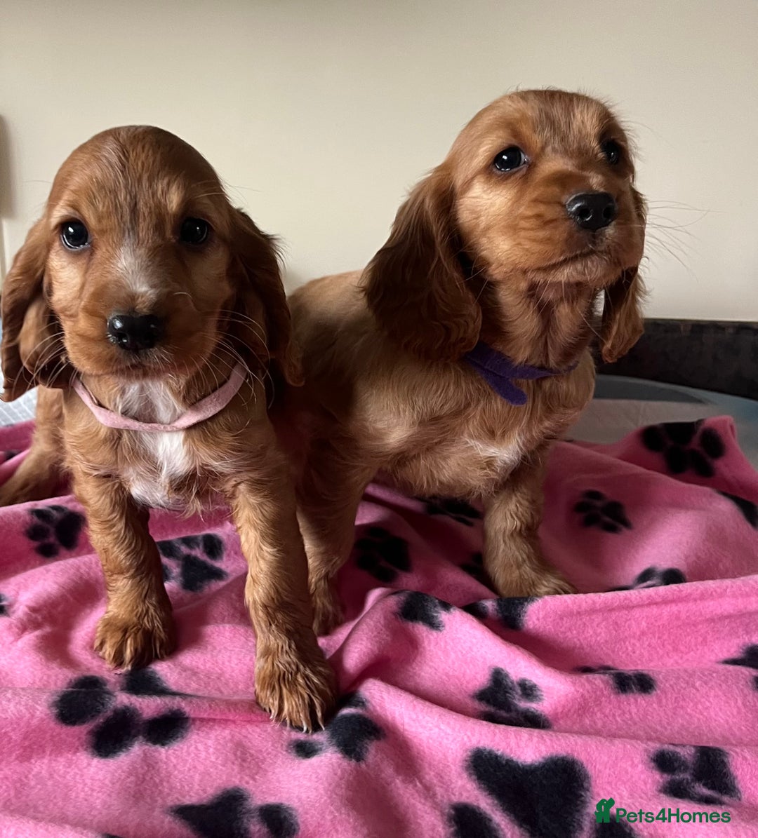 Cocker Spaniel dogs for sale: Golden show type cocker spaniel puppies  - Image 7