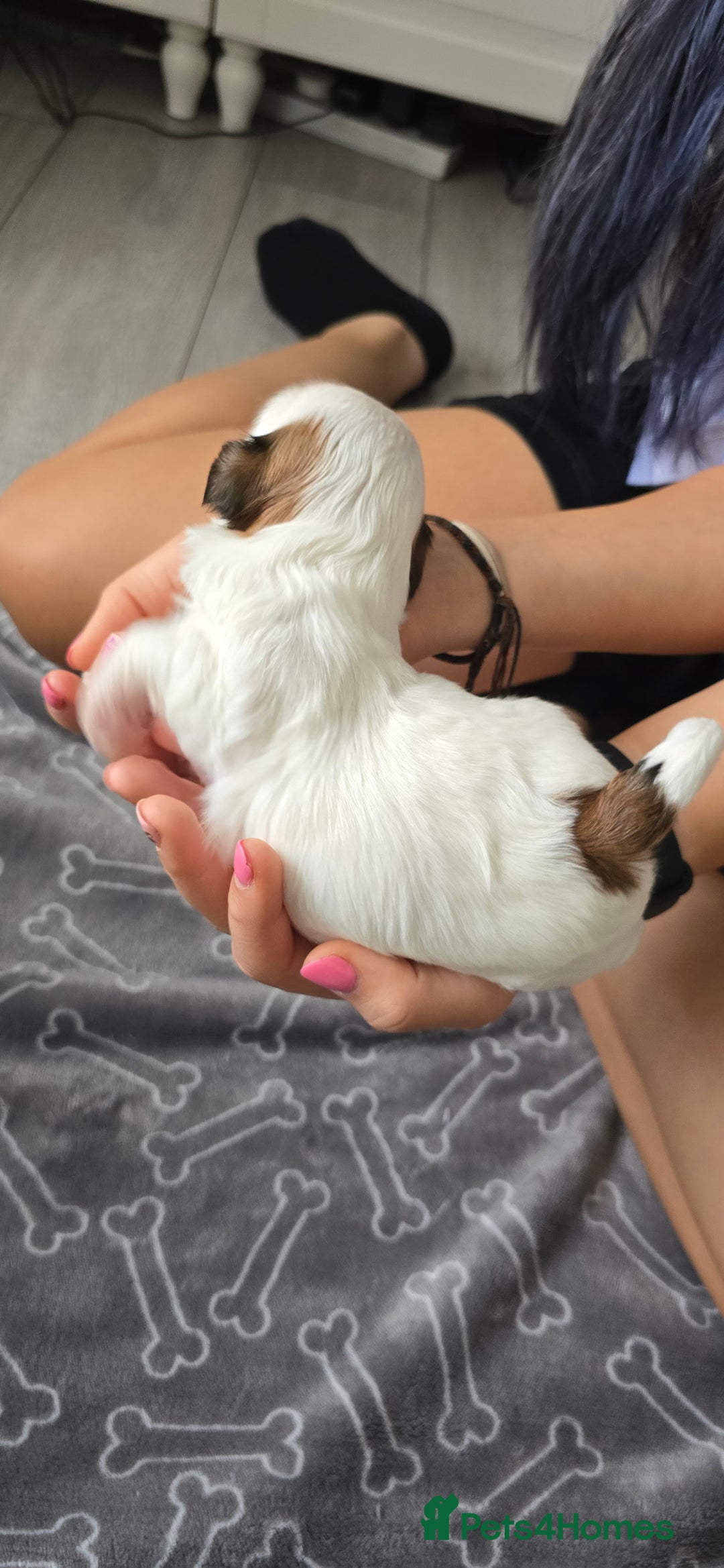 Shih Tzu dogs for sale: Puppies for reservation / sale  - Image 23