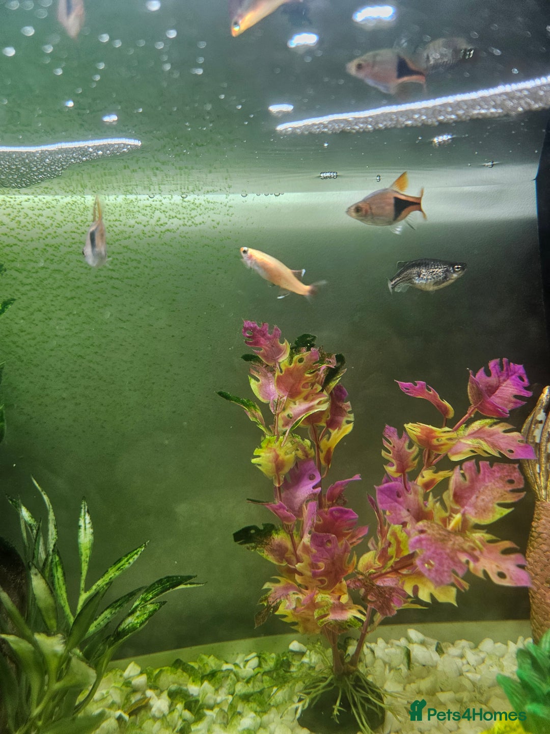 Other/Mixed Breed fish for sale: Fish, Frogs and Tank for sale  - Advert 5