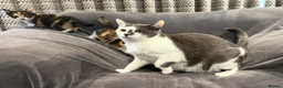 Mixed Breed cats for sale: READY NOW BOY AND GIRLS - Advert 2