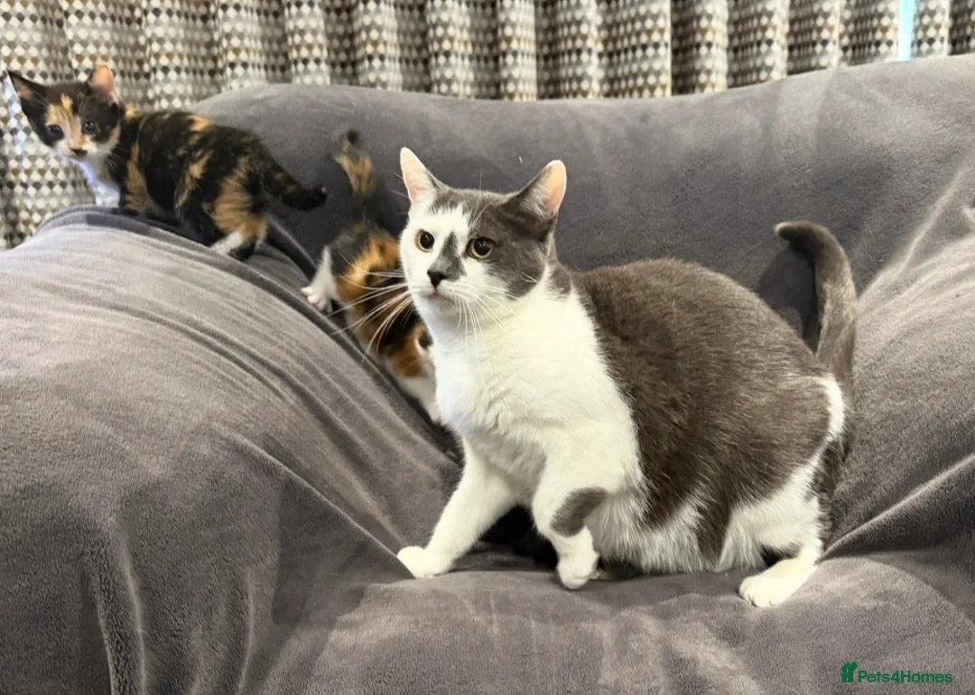 Mixed Breed cats for sale: READY NOW BOY AND GIRLS - Advert 2