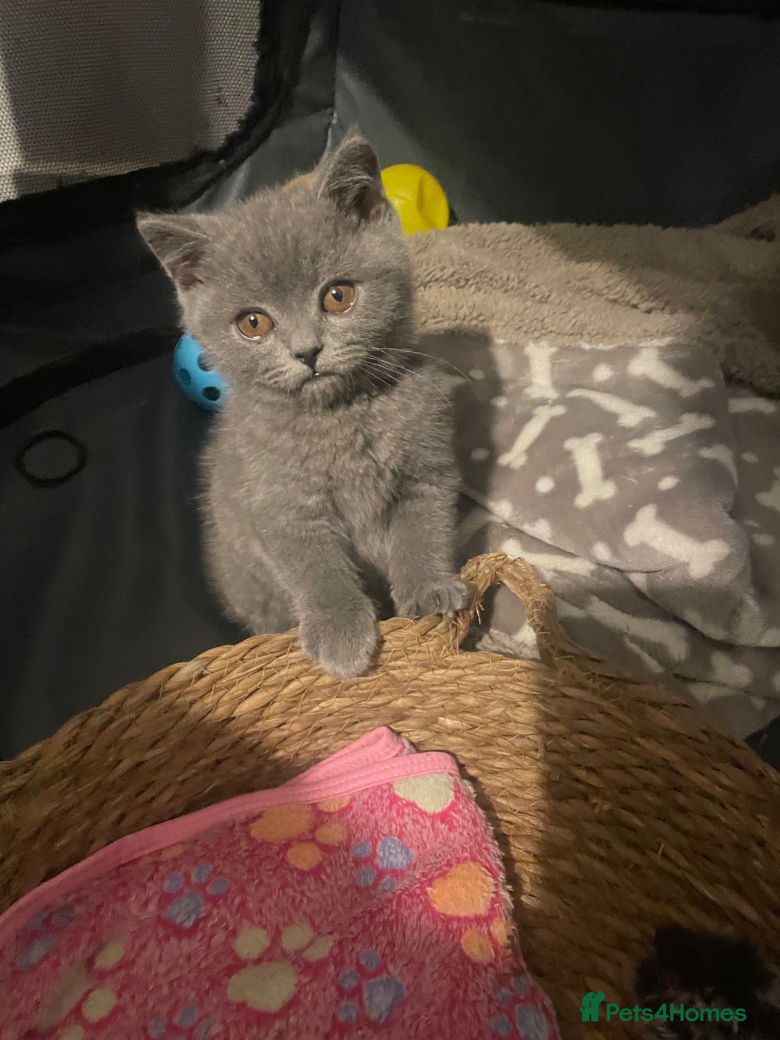 British Shorthair cats Active Gccf registered Bsh 💕reduced price  - Advert 7
