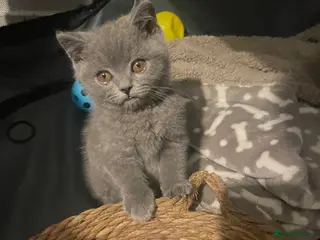 British Shorthair cats Active Gccf registered Bsh 💕reduced price - Advert 7