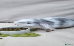 Mini Lop rabbits for sale: Adorable Mini Lop Bunny Looking for a Loving Home! - Image 1