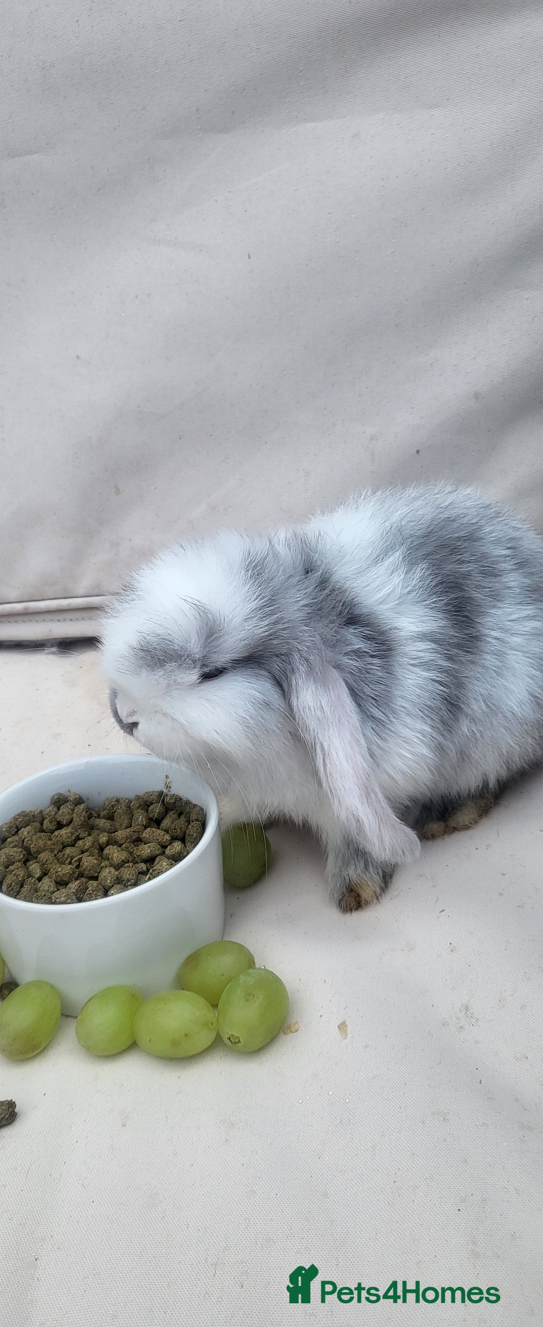 Mini Lop rabbits for sale: Adorable Mini Lop Bunny Looking for a Loving Home! - Image 1