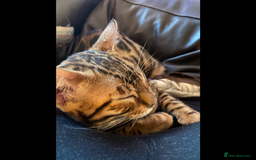 Bengal cats for sale: Bengal female  - Image 4