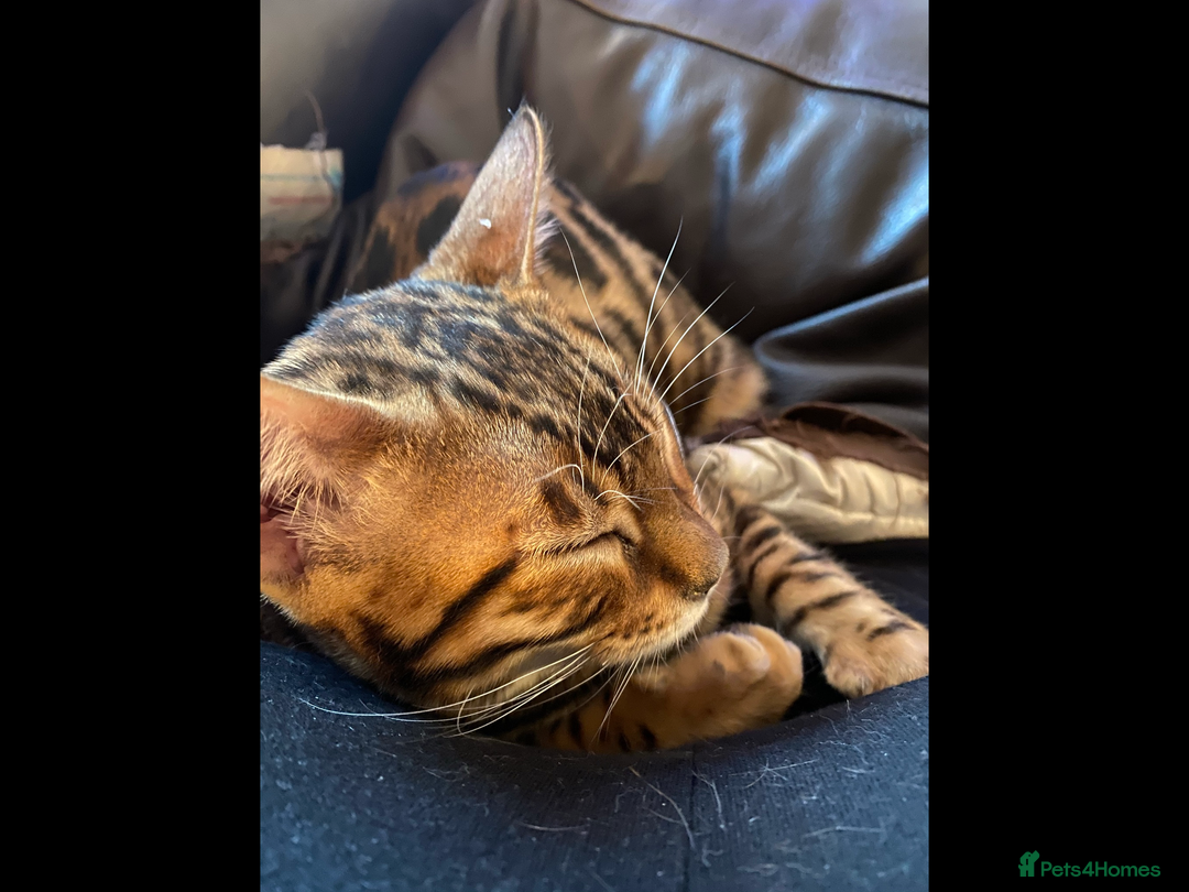Bengal cats for sale: Bengal female  - Image 4