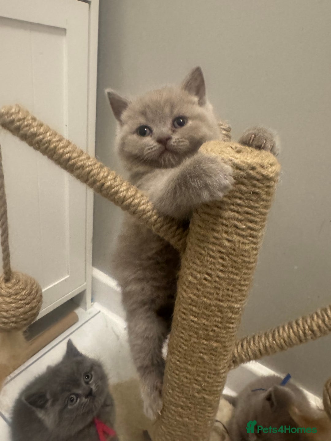 British Shorthair cats for sale: BRITISH SHORT HAIR LILAC KITTENS  - Advert 11