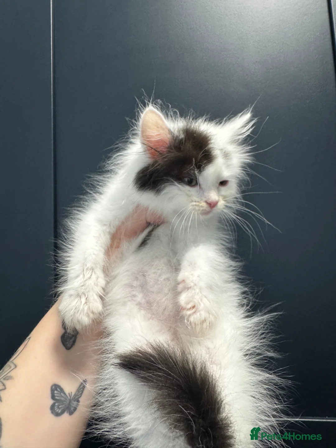 British Shorthair cats for sale: KITTENS FOR SALE NOTTINGHAM NG6📍 in Nottingham - Advert 2