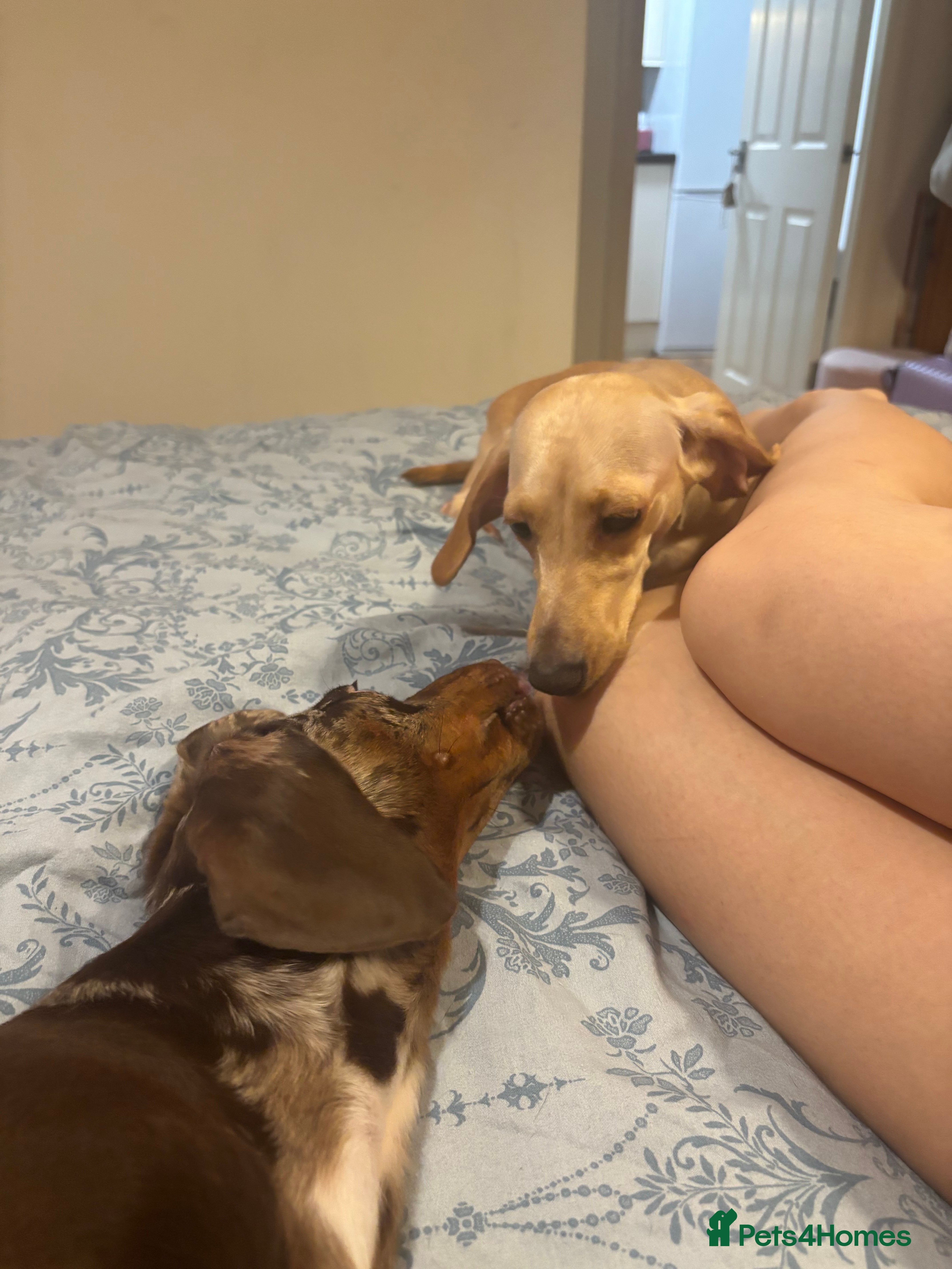 Dachshund dogs FREE - Pickle and Cheeto to re-home  - Advert 3