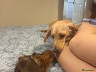 Dachshund dogs FREE - Pickle and Cheeto to re-home - Advert 3
