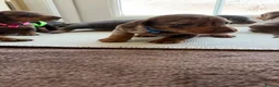Dachshund dogs for sale: Dachshund  - Advert 2