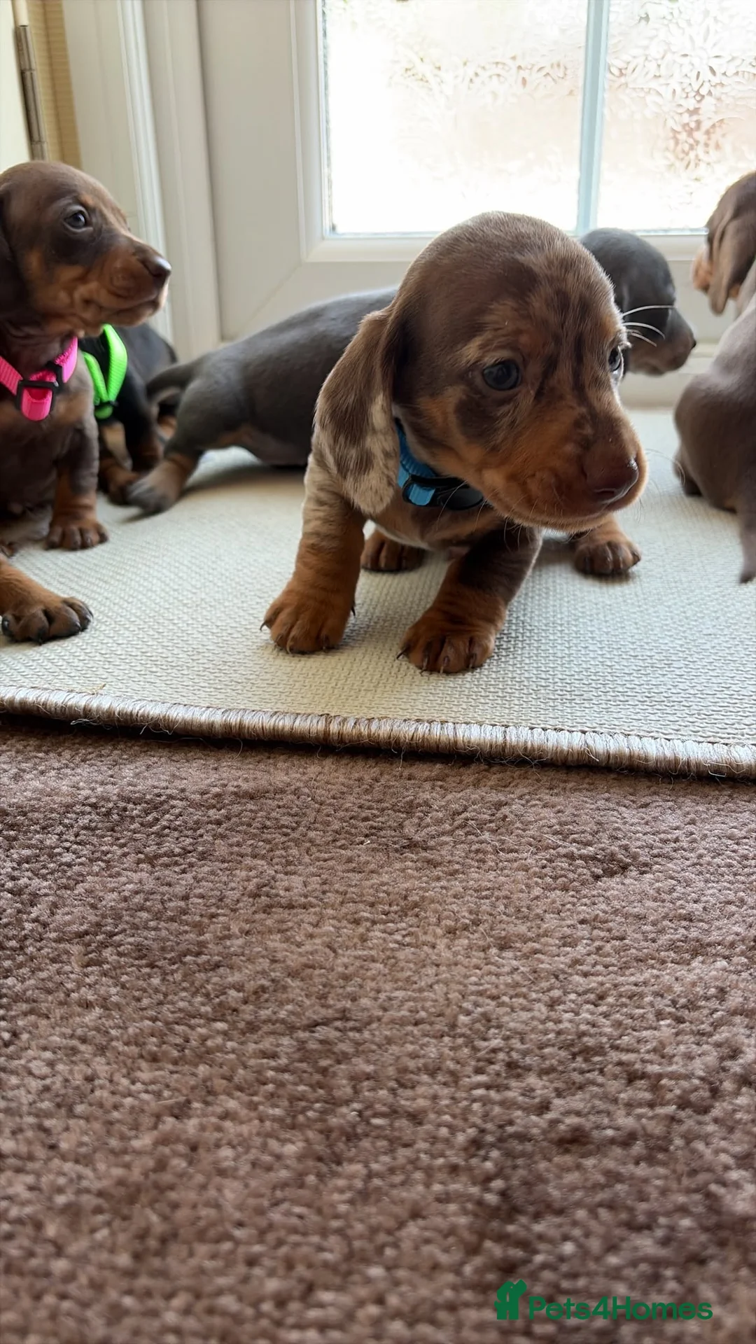 Dachshund dogs for sale: Dachshund  - Advert 2