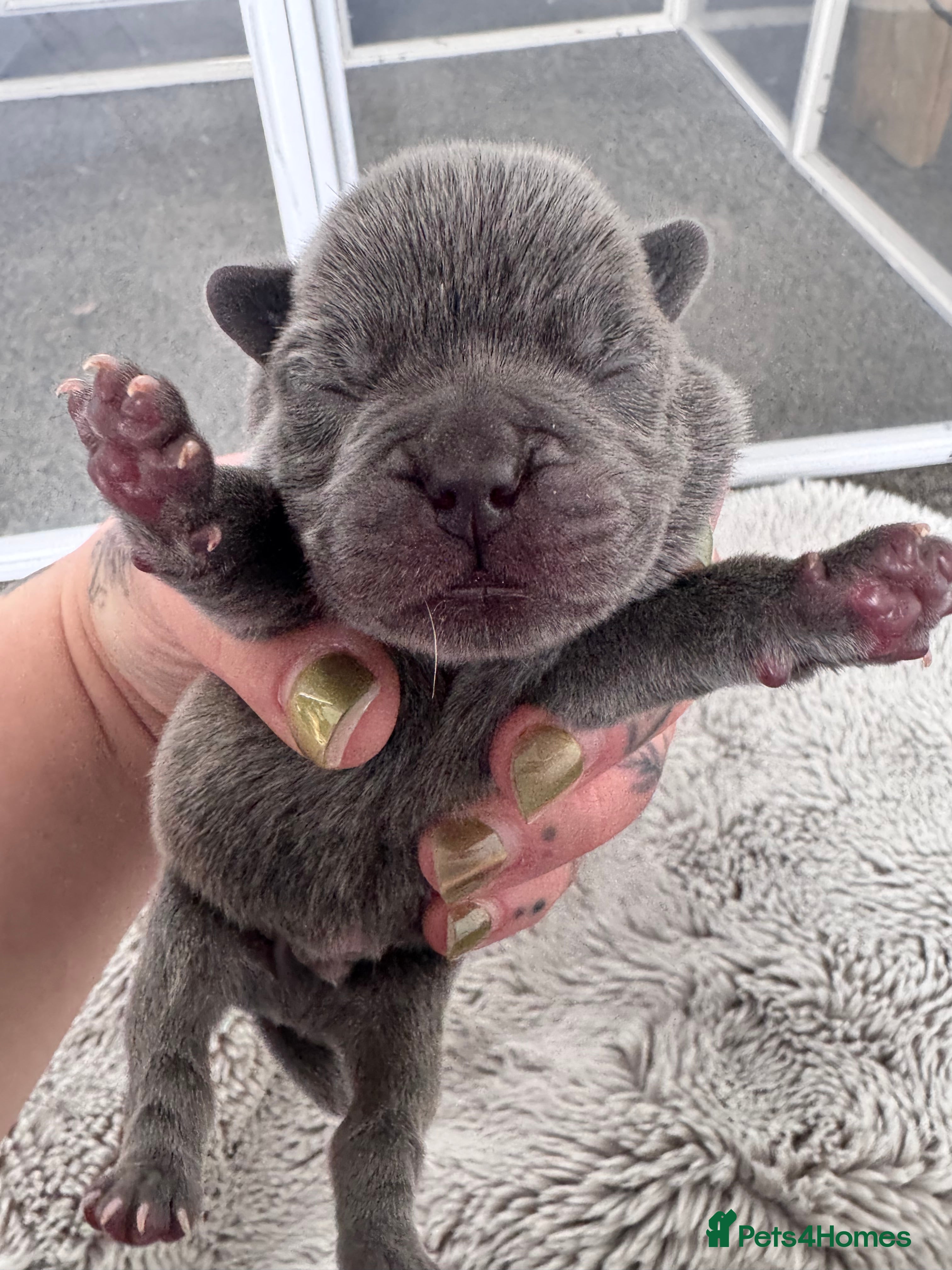 Mixed Breed dogs for sale: Beautiful Litter of French Chows - Advert 32