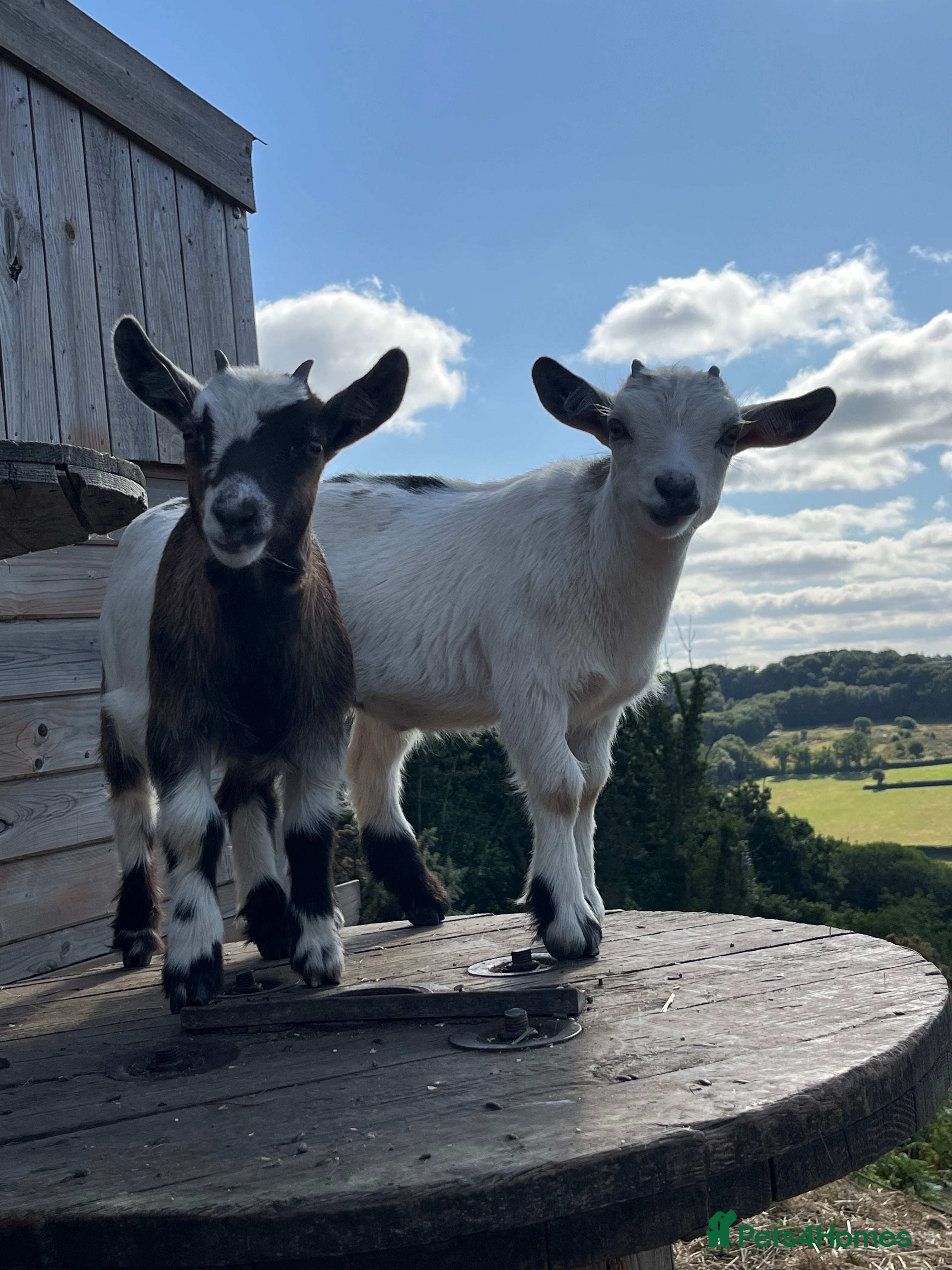 Goats livestock Pygmy goat pair for sale  - Advert 5