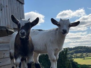 Goats livestock Pygmy goat pair for sale - Advert 5
