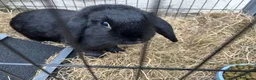 English Lop rabbits for sale: Rabbits for sale  - Advert 2