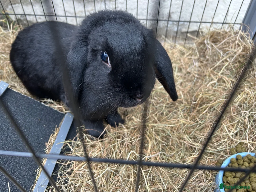 English Lop rabbits for sale: Rabbits for sale  - Advert 2