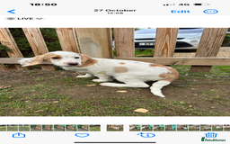 Cocker Spaniel dogs for sale: Working cocker spaniel puppies  - Image 11