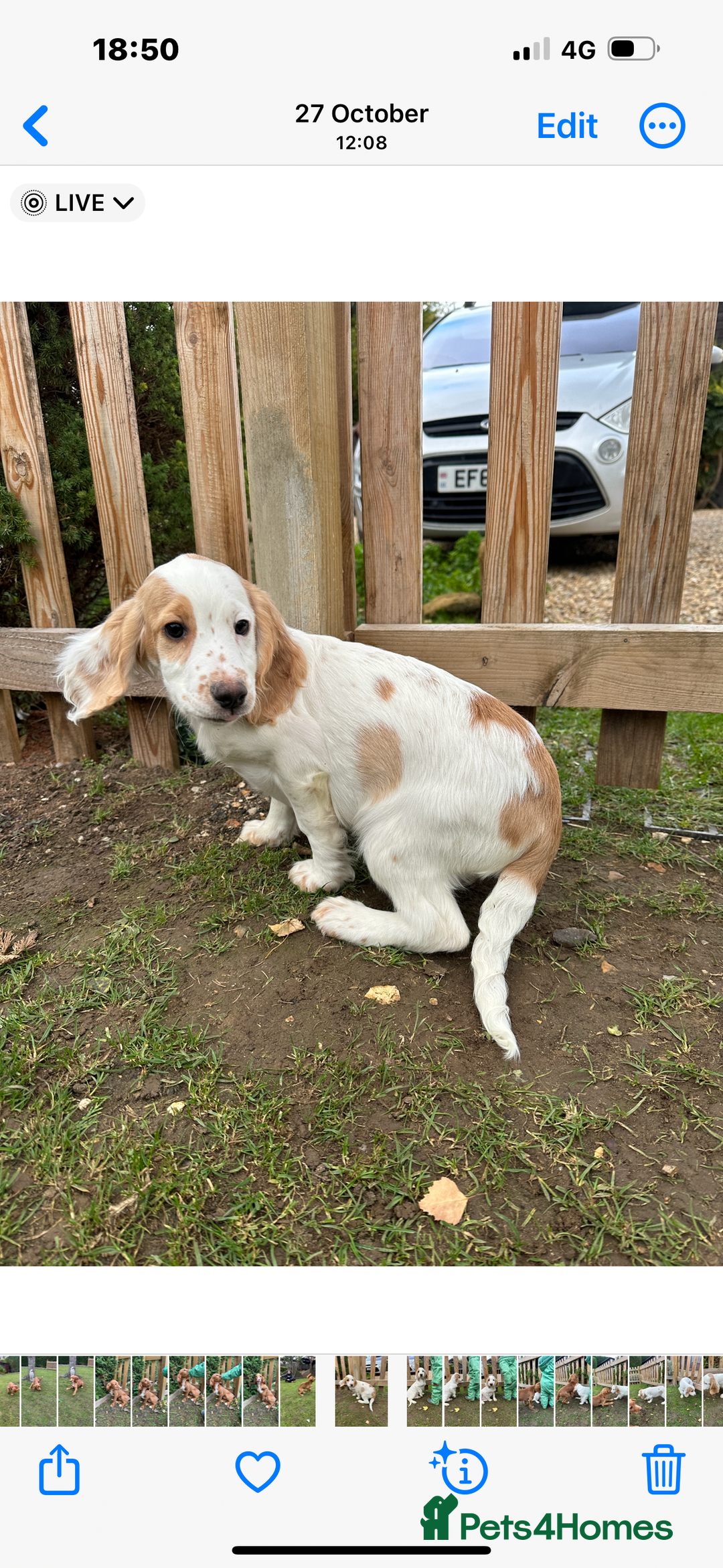 Cocker Spaniel dogs for sale: Working cocker spaniel puppies  - Image 11