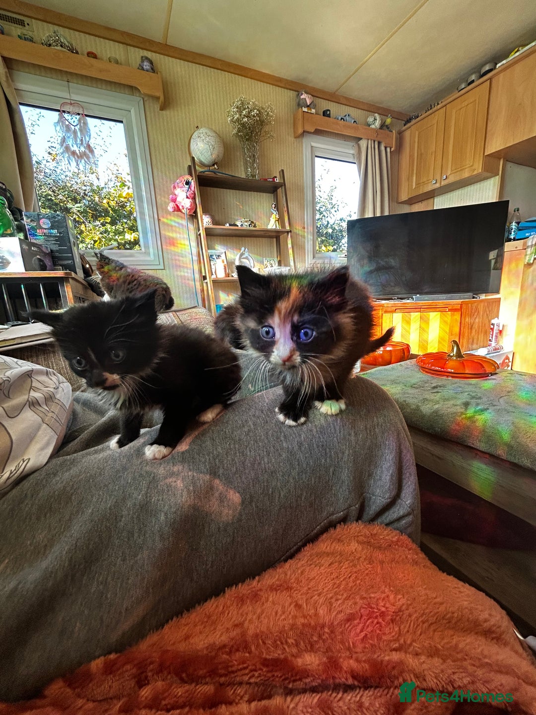 Ragcoon cats for sale: Ragdoll cross Maine coon - Image 13