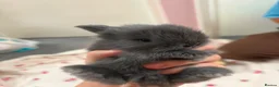 Mixed Breed rabbits for sale: Mini Lion Lop Bunnies  - Advert 2