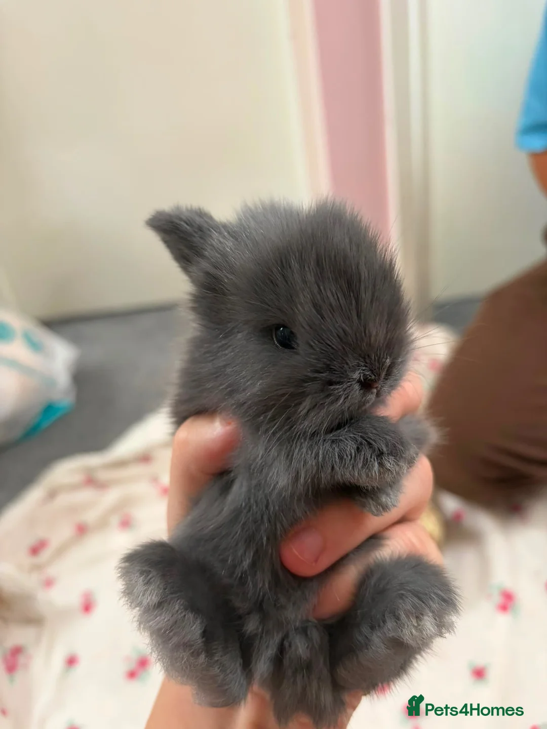 Mixed Breed rabbits for sale: Mini Lion Lop Bunnies  - Advert 2