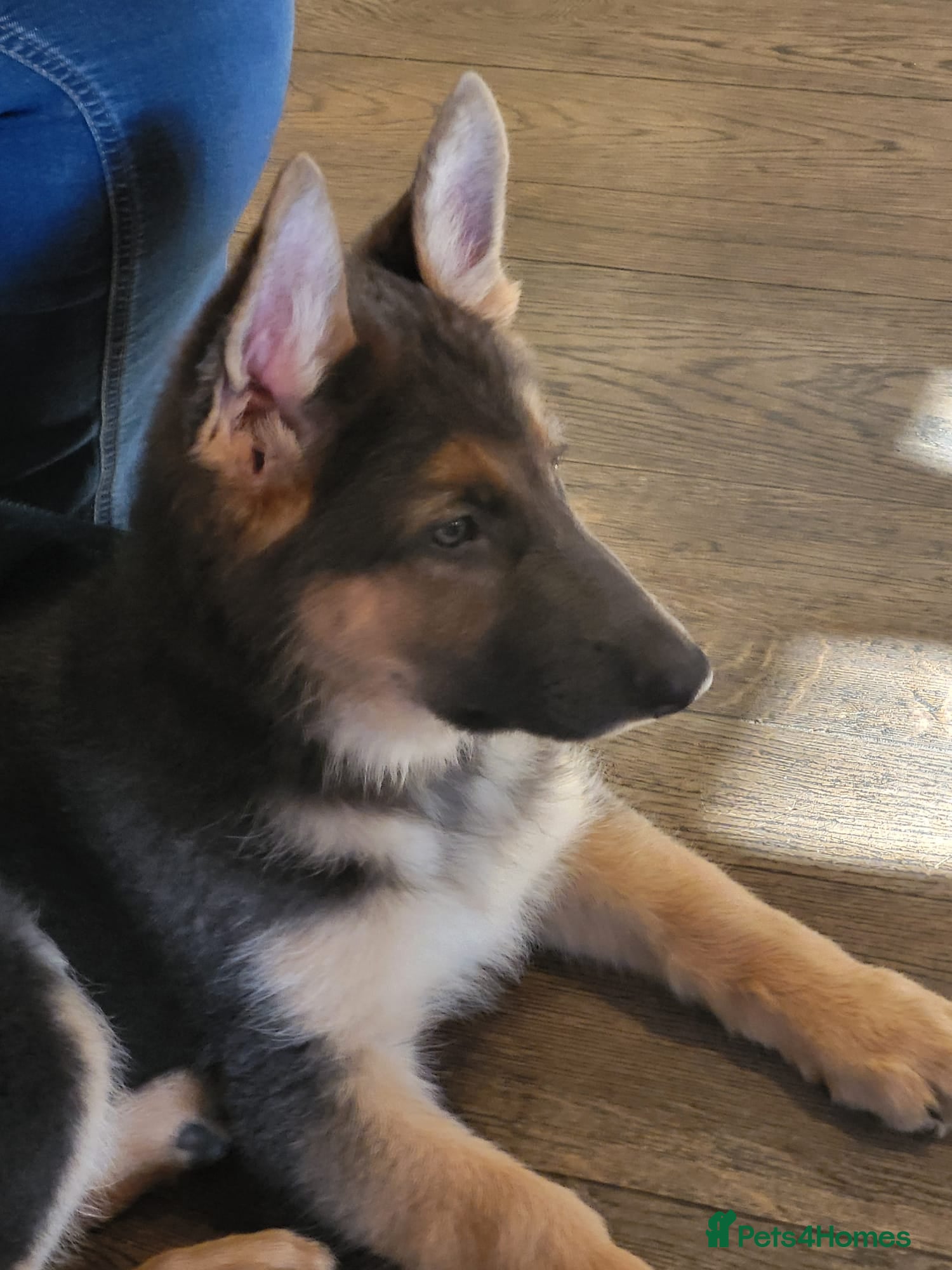 German Shepherd dogs KC Health Tested Gsd READY NOW! - Advert 15