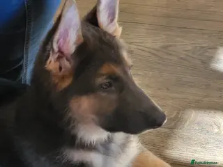 German Shepherd dogs KC Health Tested Gsd READY NOW! - Advert 15