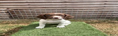 English Springer Spaniel 8