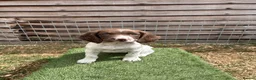 English Springer Spaniel dogs for sale: Male FTCh Sired ESS Puppy ready for forever homes - Advert 11