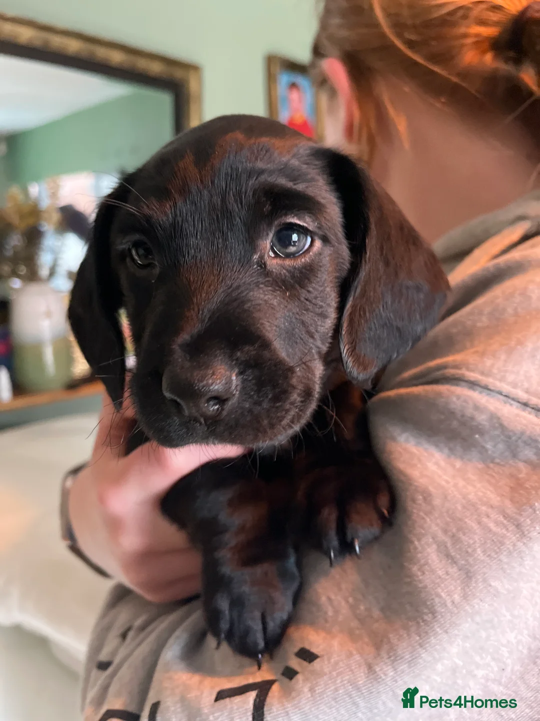 Mixed Breed dogs for sale: 4 beautiful pups available.  - Advert 2