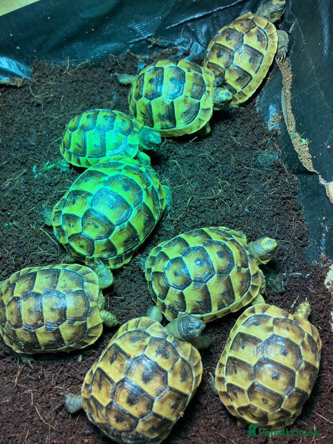 Tortoise reptiles for sale: Tortoise Mediterranean spur thigh - Advert 1