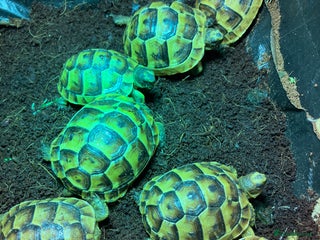 Tortoise reptiles Tortoise Mediterranean spur thigh - Advert 1