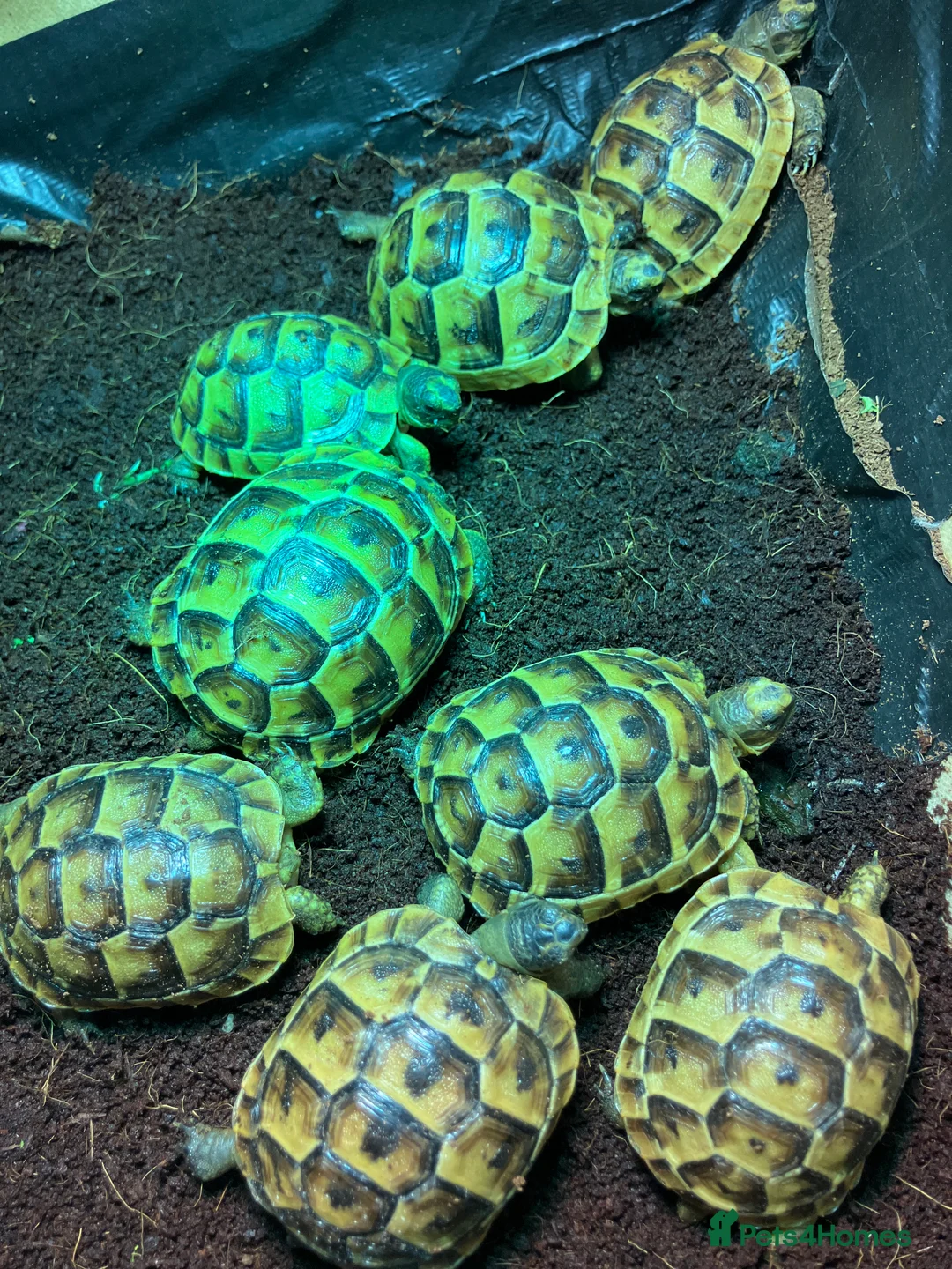 Tortoise reptiles for sale: Tortoise Mediterranean spur thigh - Advert 1