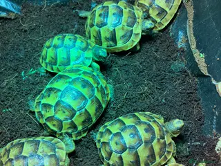 Tortoise reptiles Tortoise Mediterranean spur thigh - Advert 13